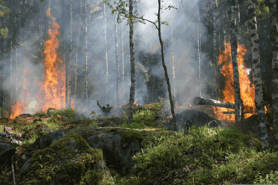 Emergencia por los incendios