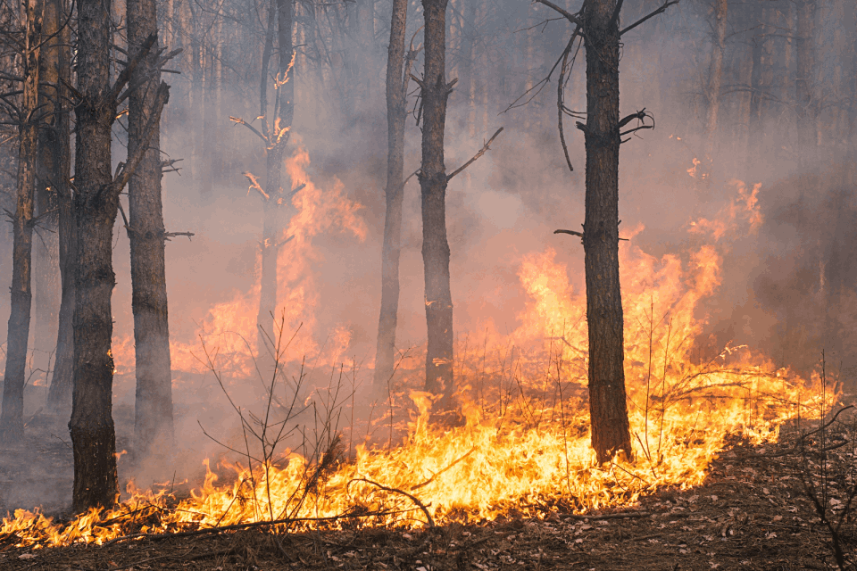 Incendios forestales.