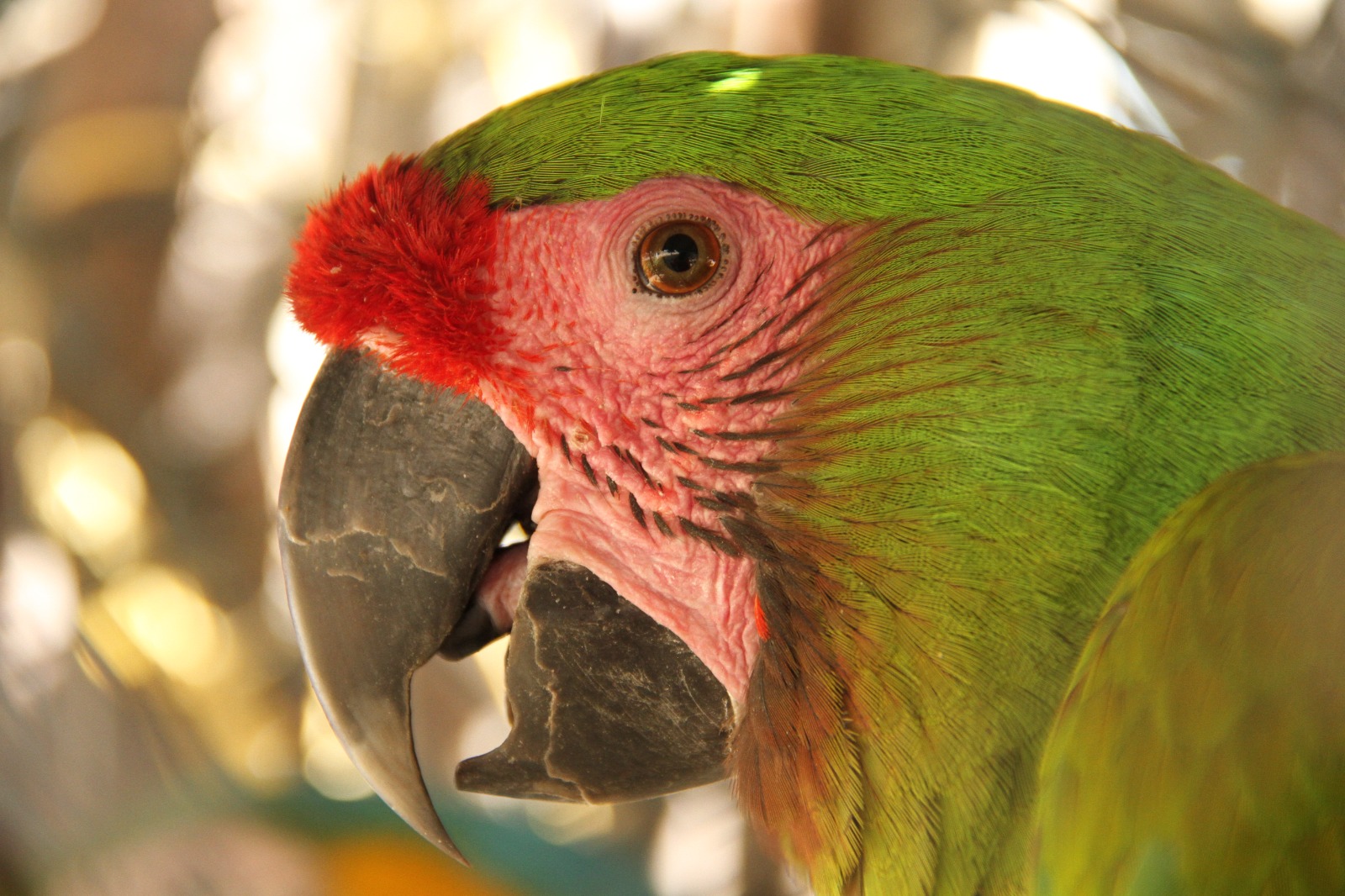 Tráfico ilegal de fauna silvestre.