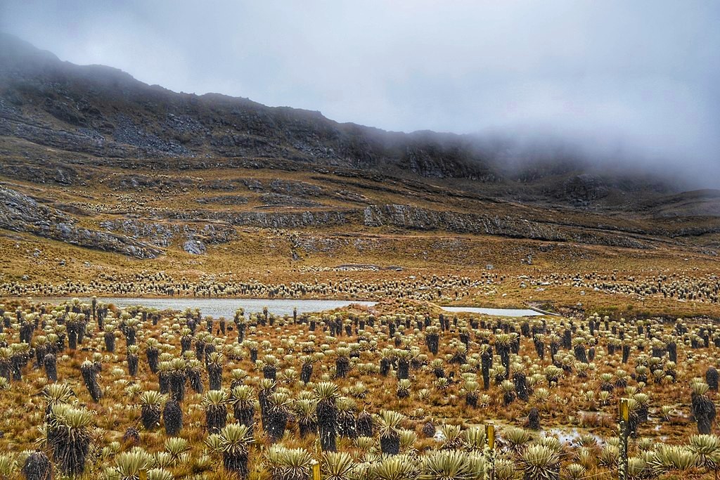 Páramo de Santurbán