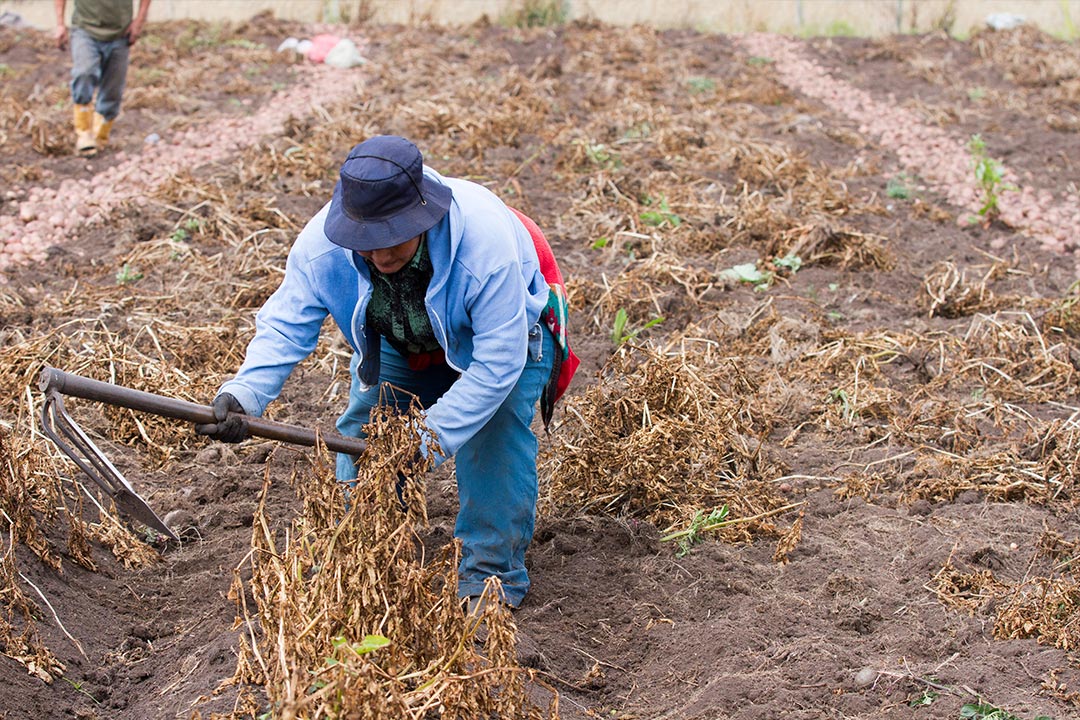 Defensoría del Pueblo alerta sobre profunda desigualdad  que enfrentan las mujeres campesinas y rurales en Colombia