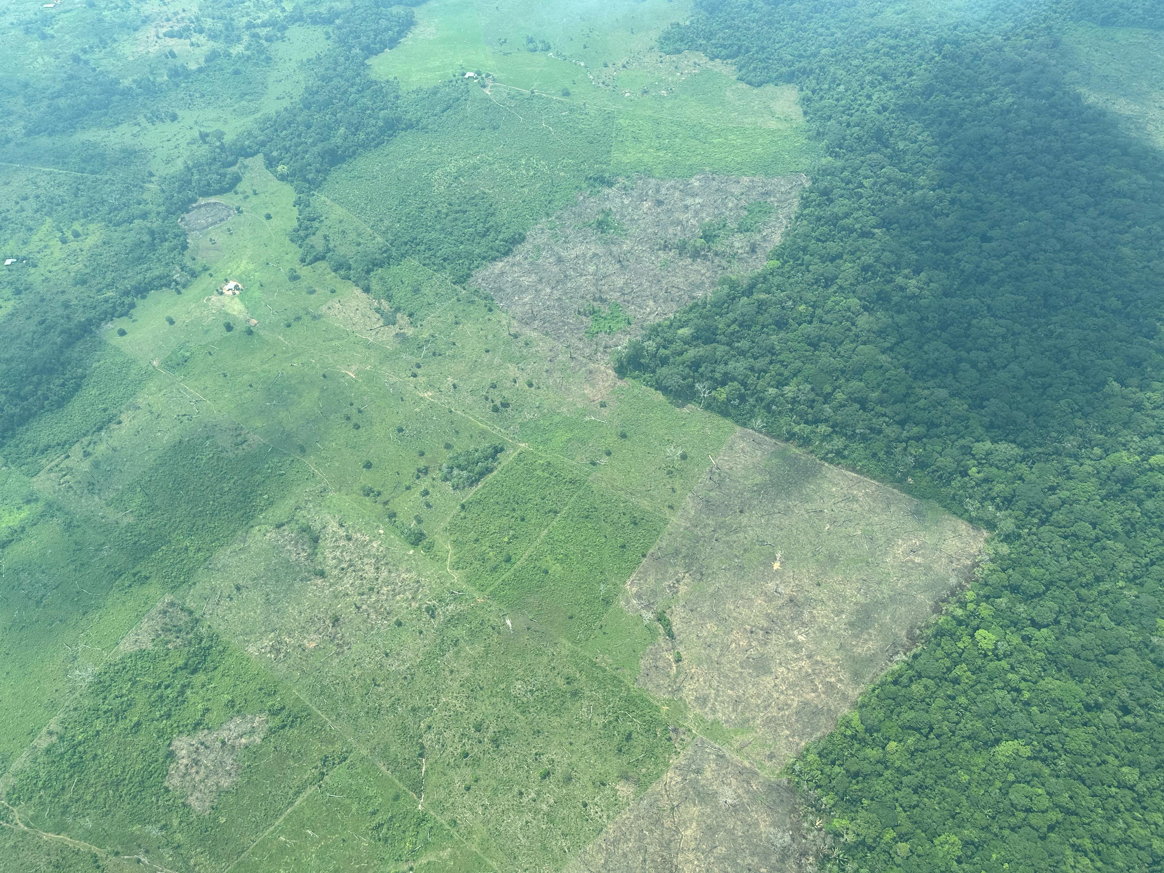 Monitoreo de riesgo de deforestación en la Amazonía colombiana
