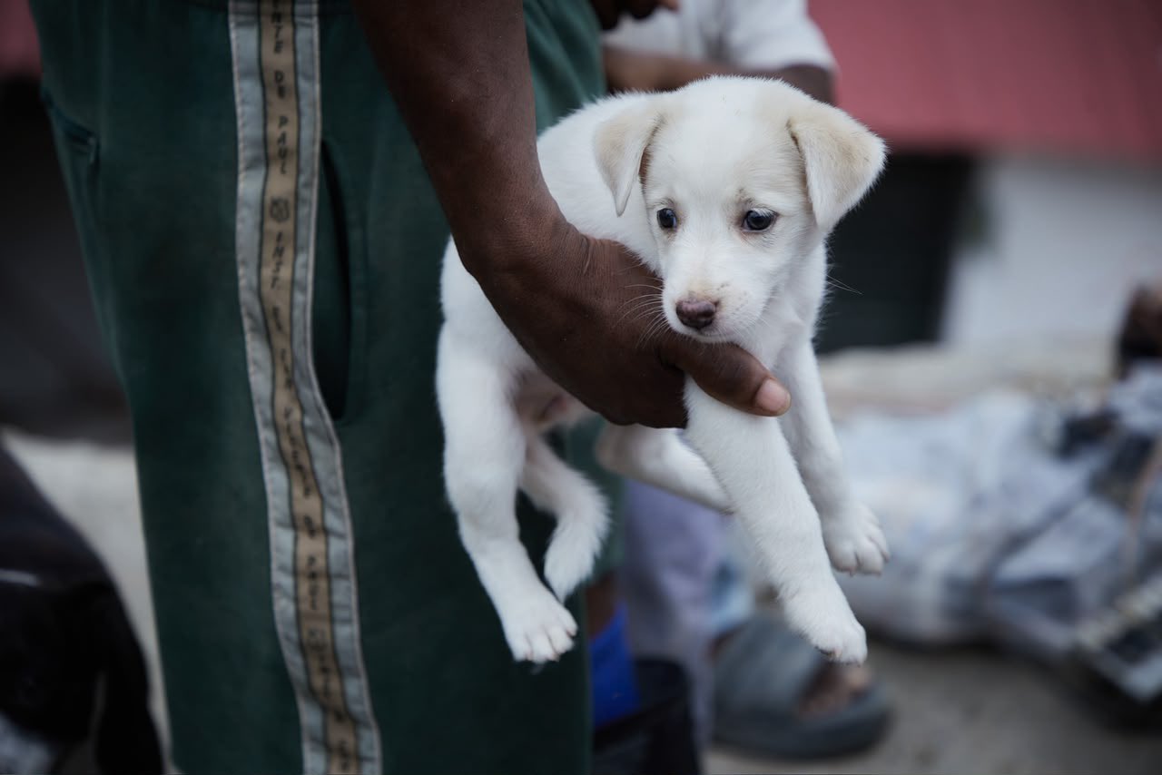 Mascota rescatada en Chocó