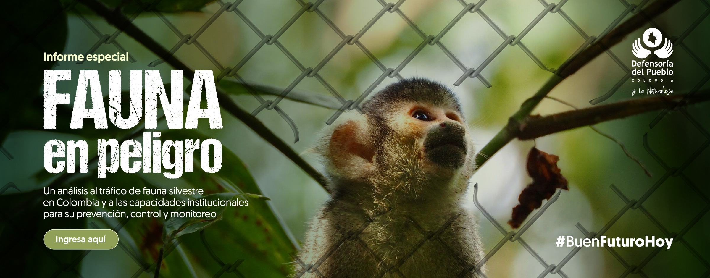 Especial Trafico de fauna silvestre