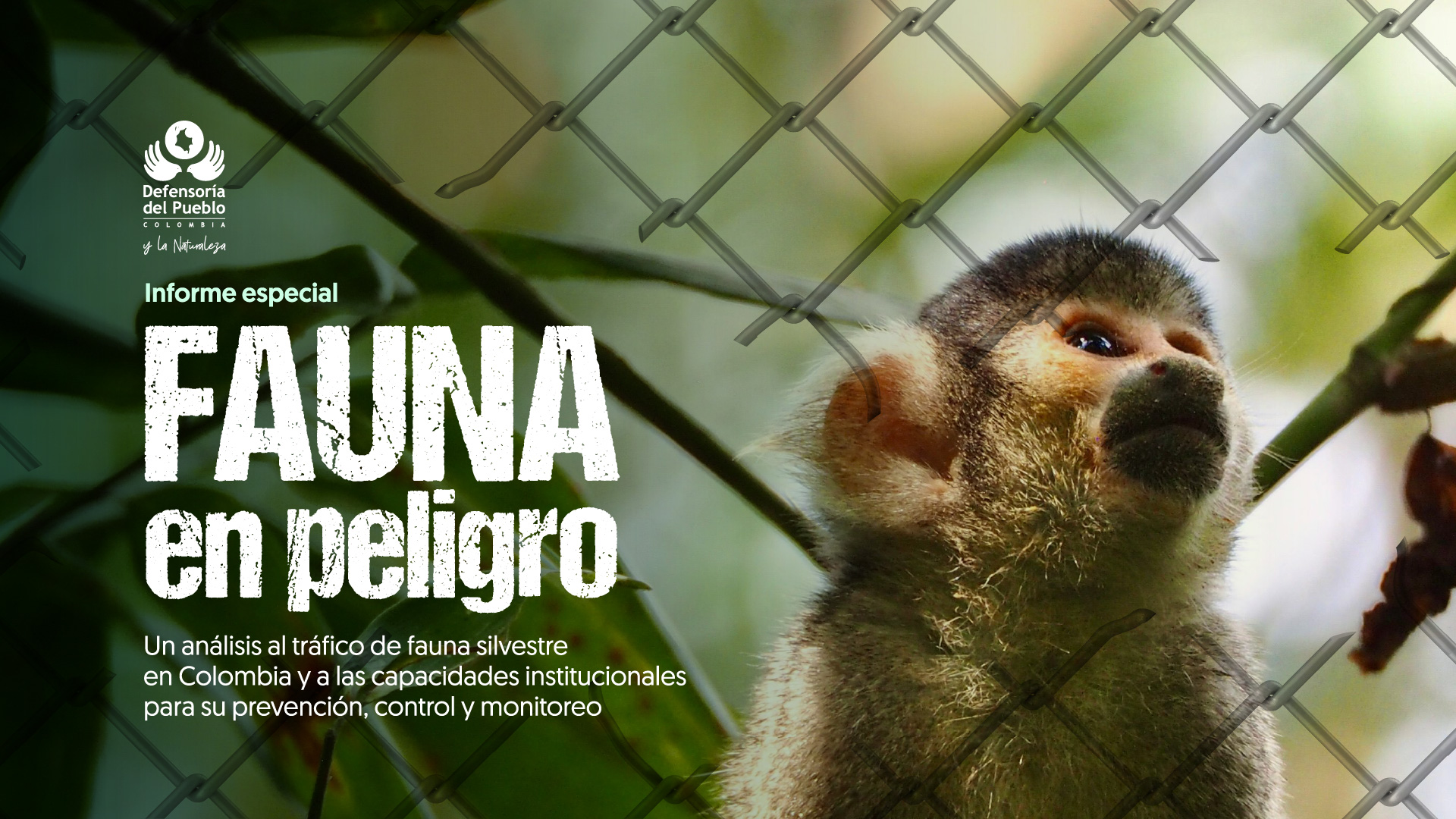 Informe especial Tráfico de fauna silvestre