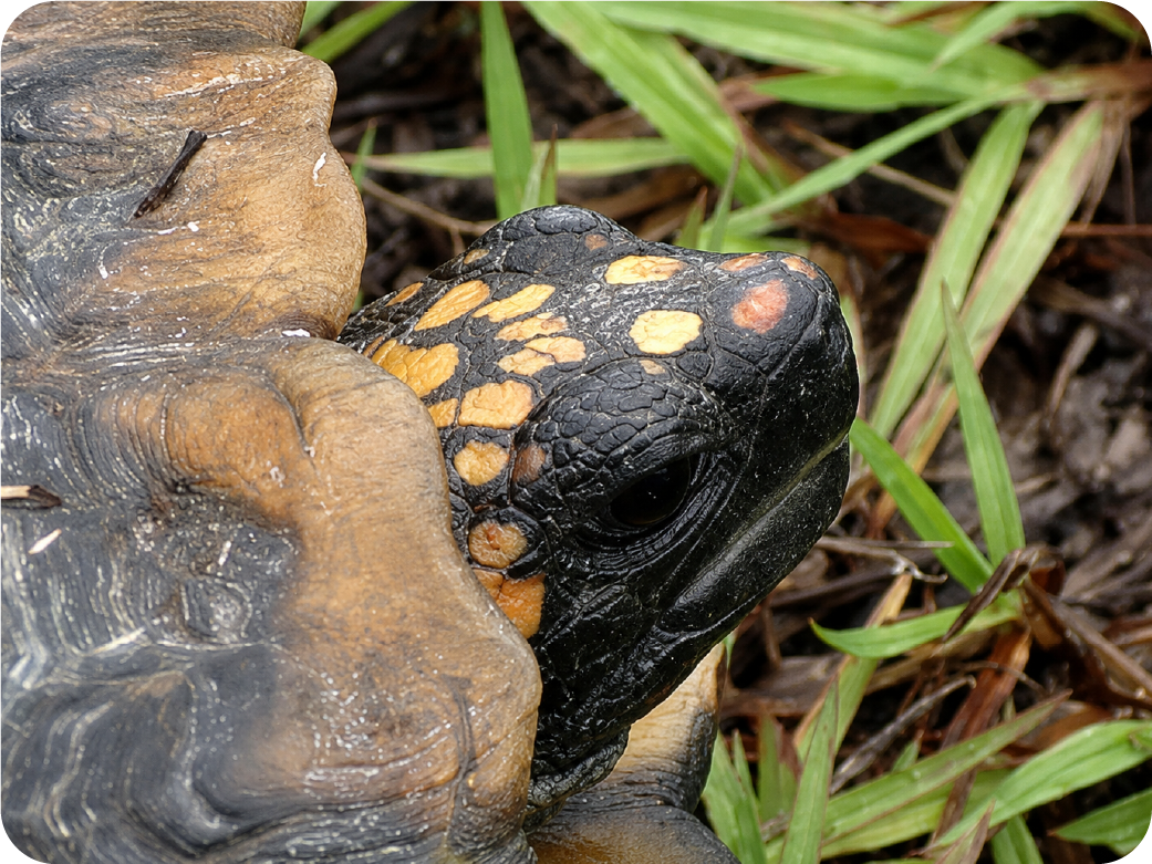Tortuga morrocoy (Chelonoidis carbonarius)