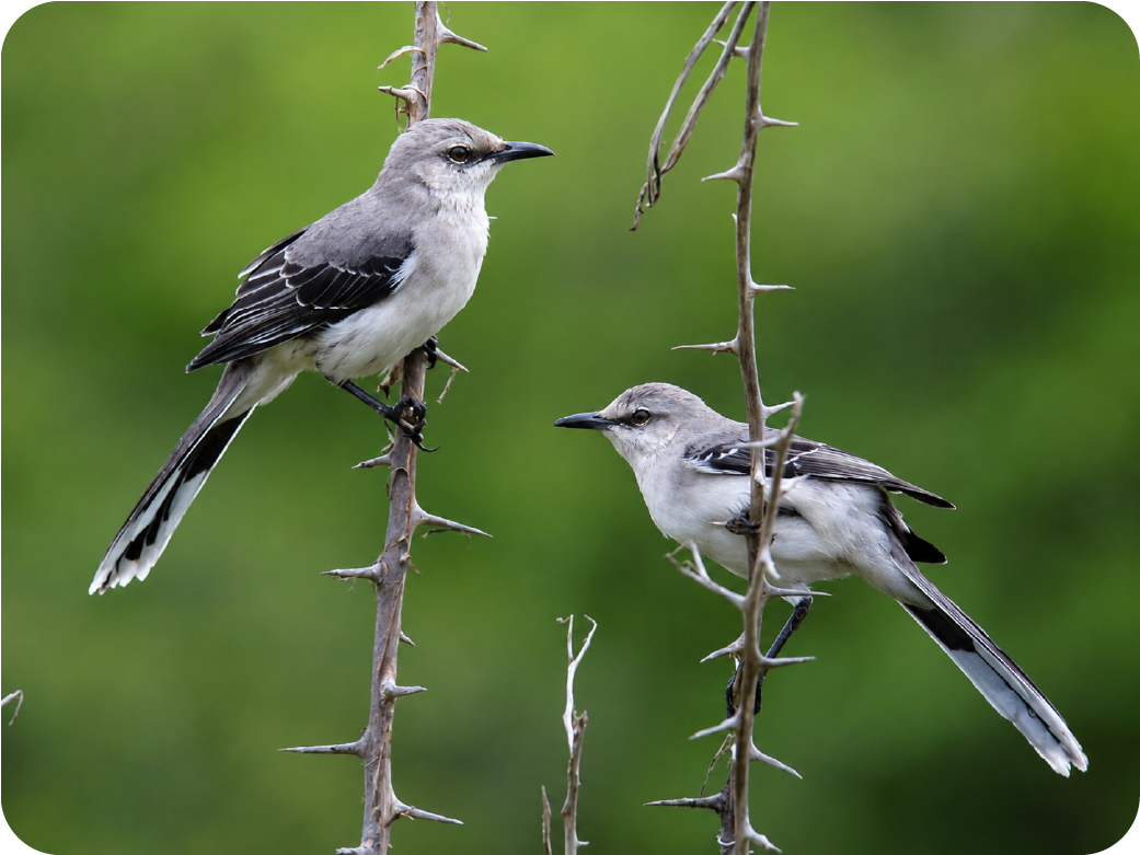 Sinsonte o Mirla blanca (Mimus gilvus)