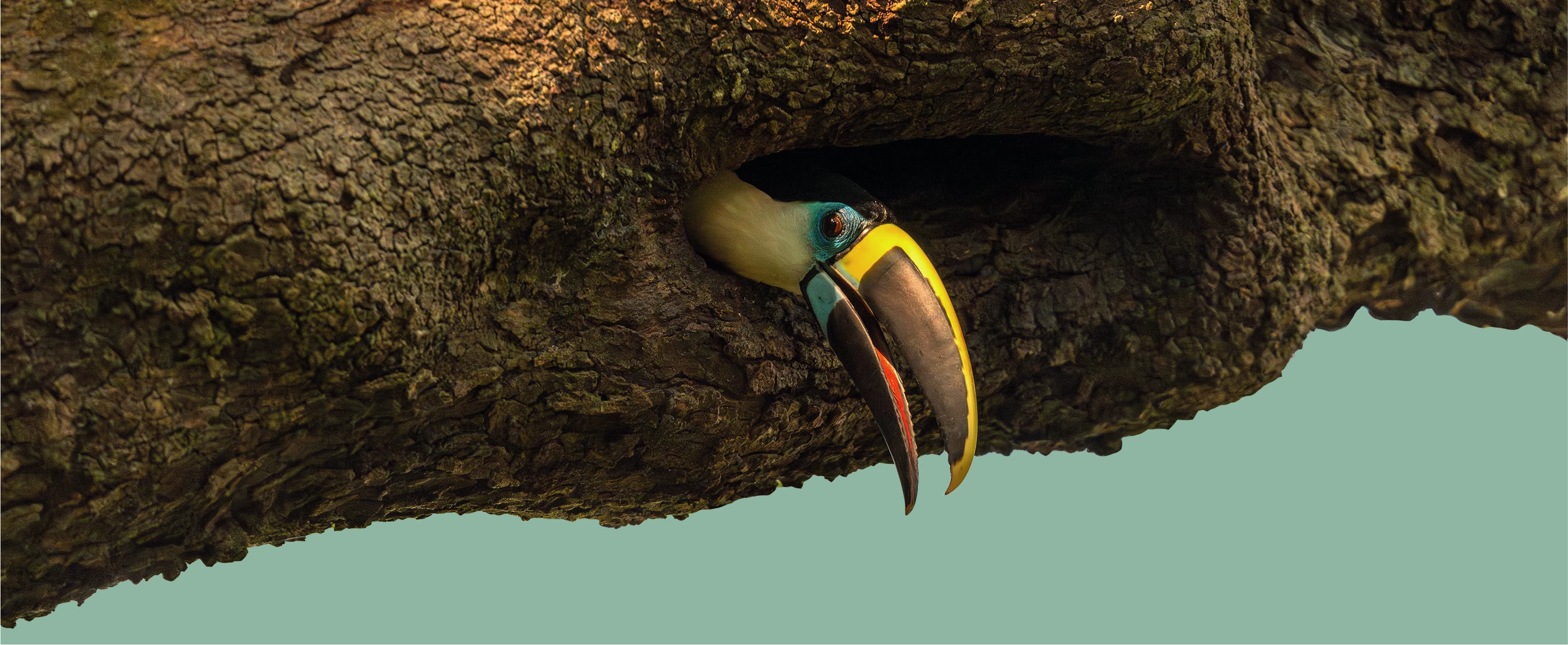 Tucan silbador asomado desde el hueco de un tronco de arbol