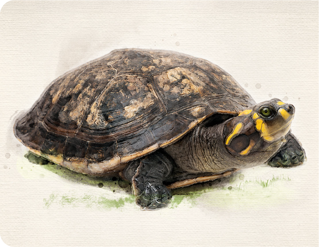 Tortuga terecay
