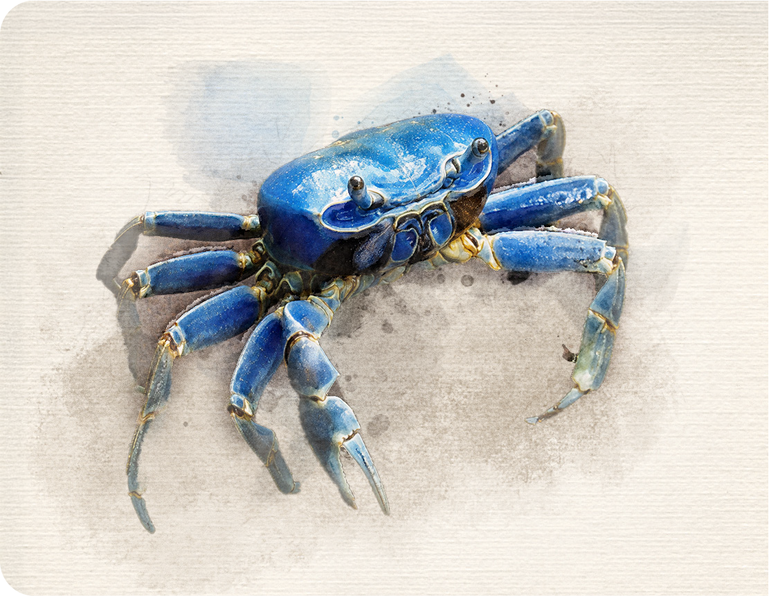 Cangrejo azul