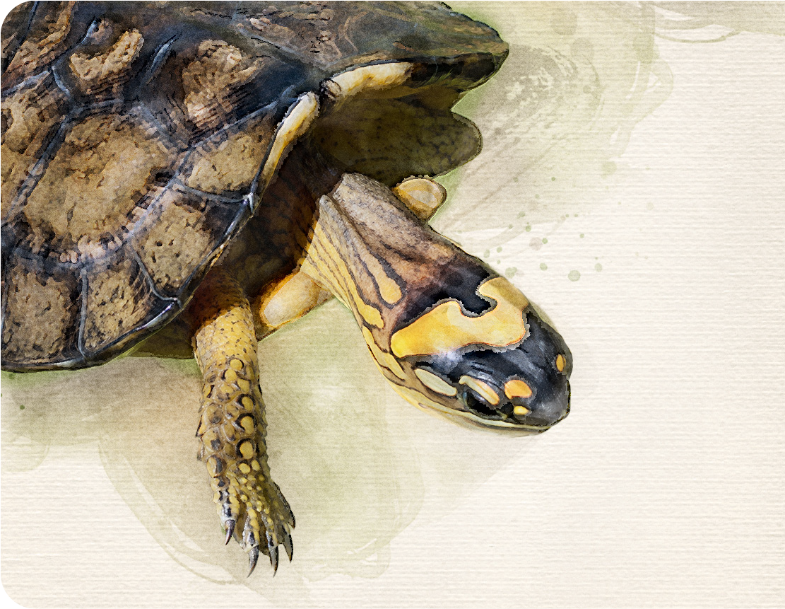 Tortuga miona